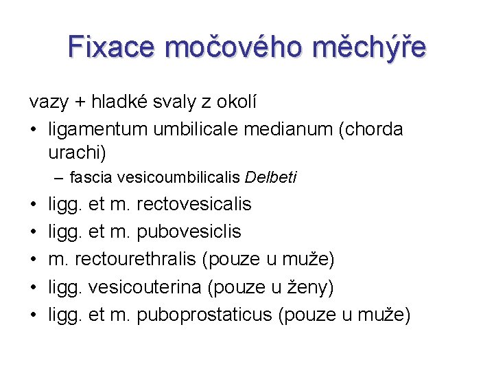 Fixace močového měchýře vazy + hladké svaly z okolí • ligamentum umbilicale medianum (chorda