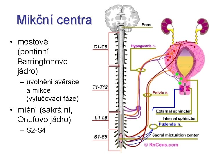 Mikční centra • mostové (pontinní, Barringtonovo jádro) – uvolnění svěrače a mikce (vylučovací fáze)