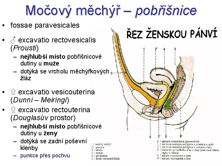 Močový měchýř – pobřišnice • fossae paravesicales • ♂ excavatio rectovesicalis (Prousti) – nejhlubší