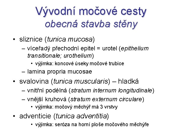 Vývodní močové cesty obecná stavba stěny • sliznice (tunica mucosa) – víceřadý přechodní epitel