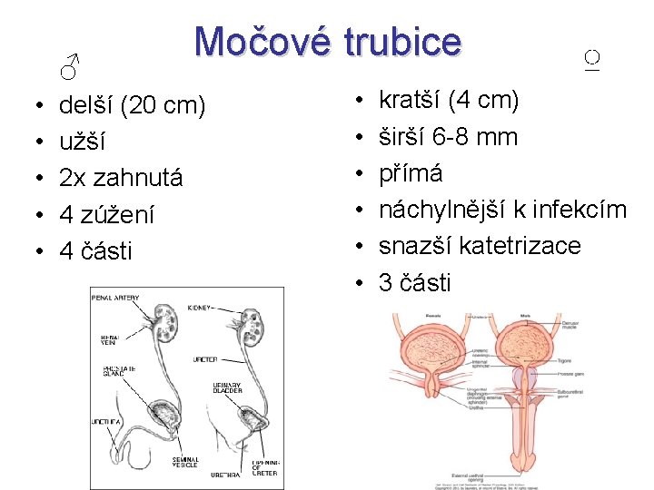 ♂ • • • Močové trubice delší (20 cm) užší 2 x zahnutá 4