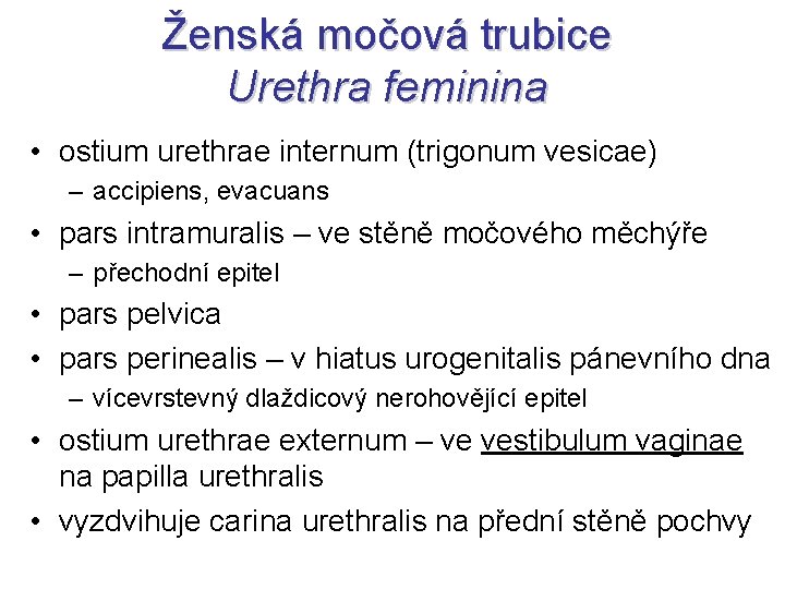 Ženská močová trubice Urethra feminina • ostium urethrae internum (trigonum vesicae) – accipiens, evacuans