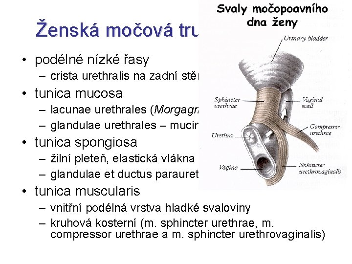 Ženská močová trubice – stavba • podélné nízké řasy – crista urethralis na zadní