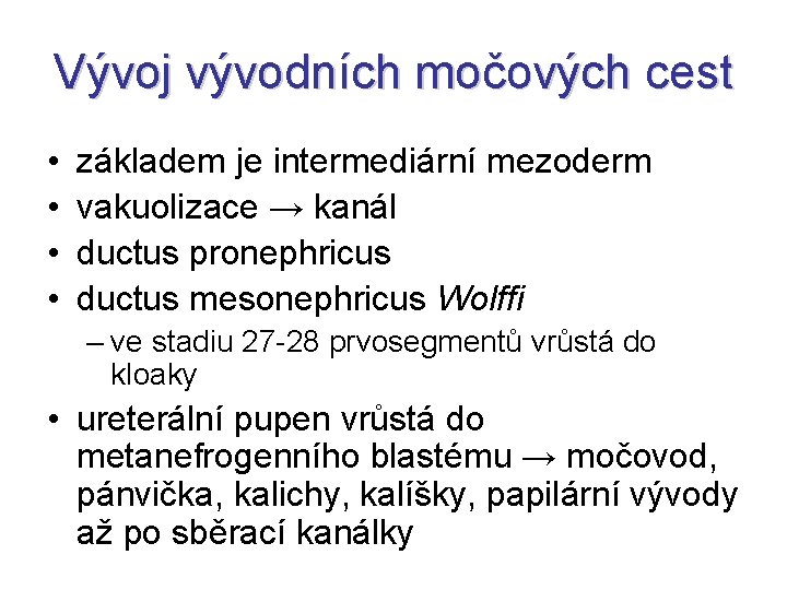 Vývoj vývodních močových cest • • základem je intermediární mezoderm vakuolizace → kanál ductus