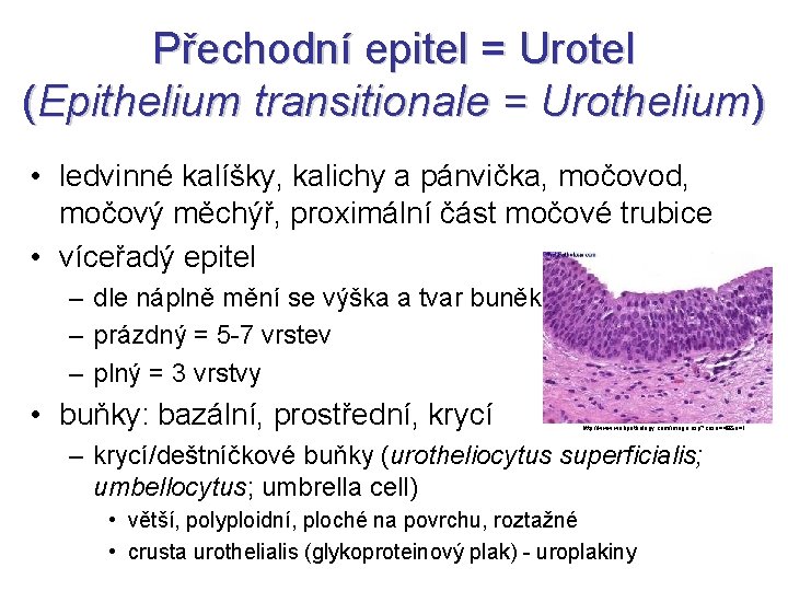 Přechodní epitel = Urotel (Epithelium transitionale = Urothelium) • ledvinné kalíšky, kalichy a pánvička,