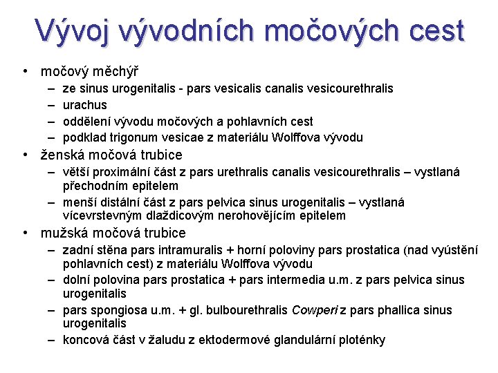 Vývoj vývodních močových cest • močový měchýř – – ze sinus urogenitalis - pars