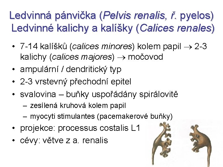 Ledvinná pánvička (Pelvis renalis, ř. pyelos) Ledvinné kalichy a kalíšky (Calices renales) • 7