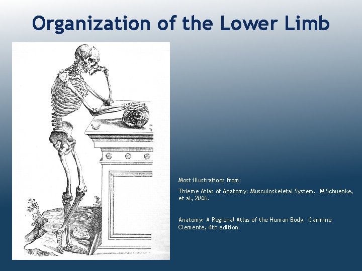Organization of the Lower Limb Most illustrations from: Thieme Atlas of Anatomy: Musculoskeletal System.