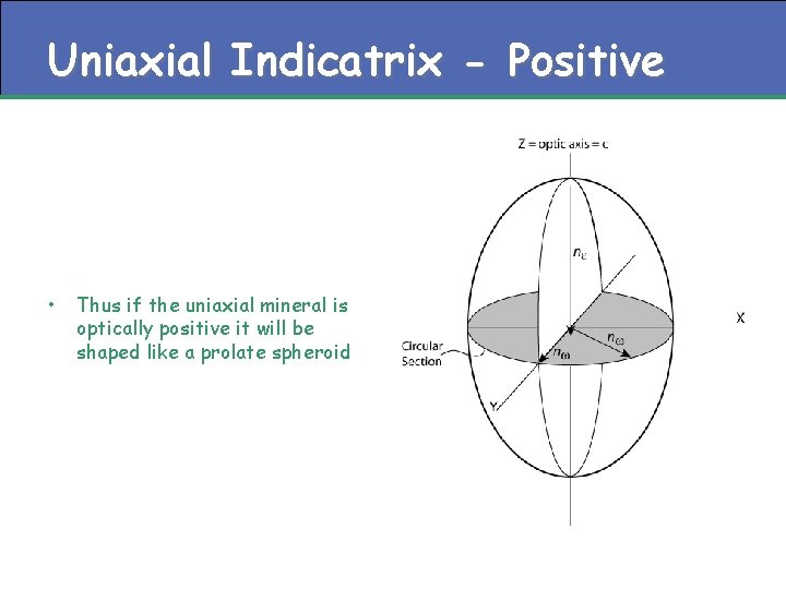 Uniaxial Indicatrix - Positive • Thus if the uniaxial mineral is optically positive it