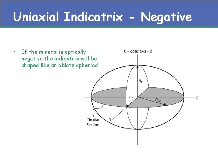 Uniaxial Indicatrix - Negative • If the mineral is optically negative the indicatrix will