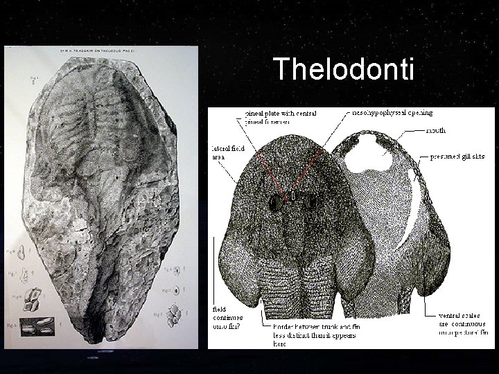 Thelodonti 