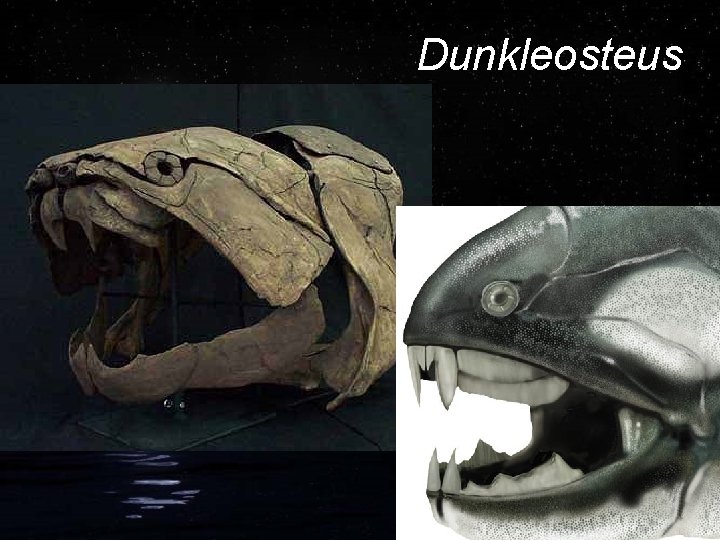 Dunkleosteus 