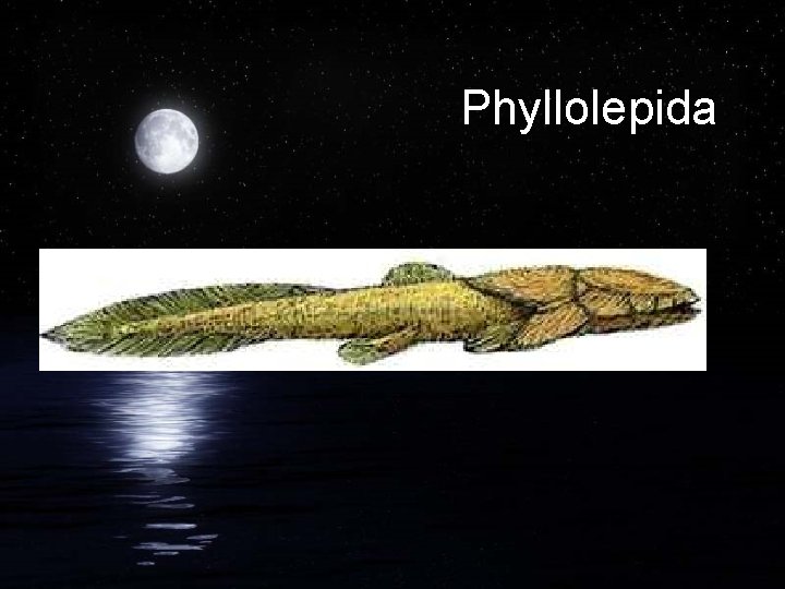 Phyllolepida 