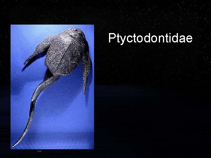 Ptyctodontidae 