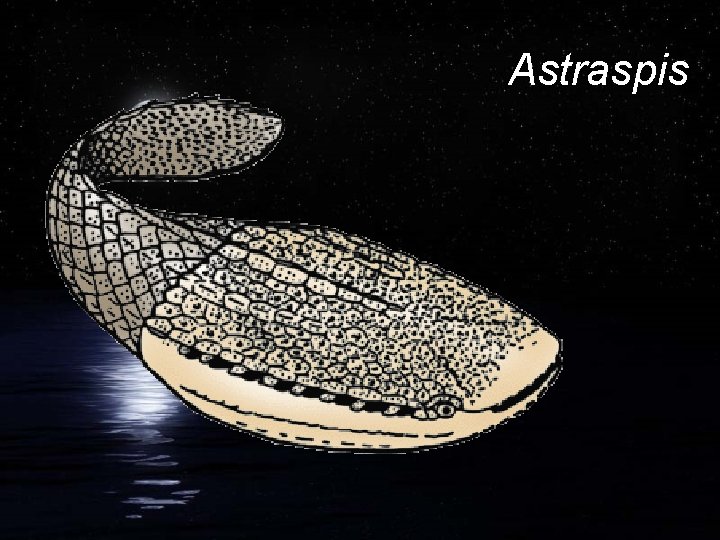 Astraspis 