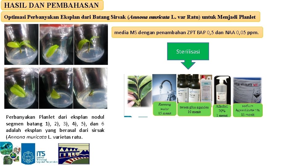 HASIL DAN PEMBAHASAN Optimasi Perbanyakan Eksplan dari Batang Sirsak (Annona muricata L. var Ratu)