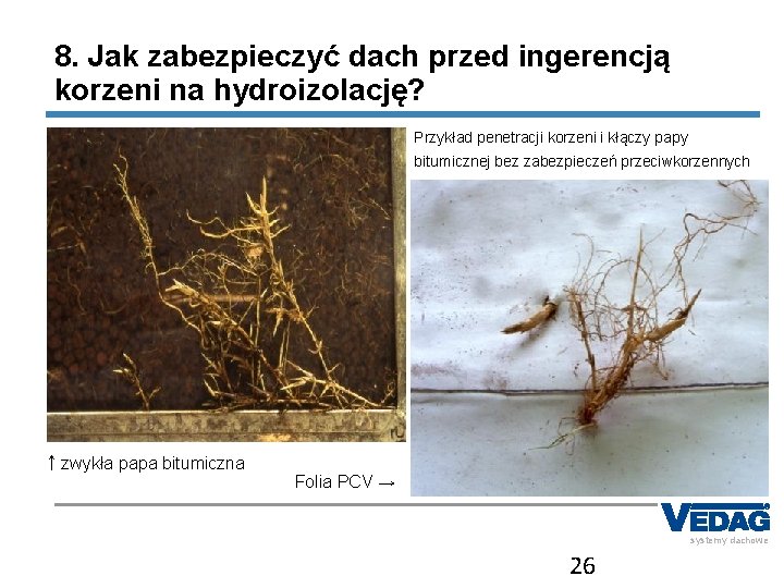 8. Jak zabezpieczyć dach przed ingerencją korzeni na hydroizolację? Przykład penetracji korzeni i kłączy