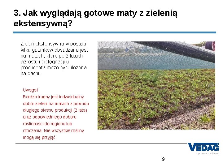 3. Jak wyglądają gotowe maty z zielenią ekstensywną? Zieleń ekstensywna w postaci kilku gatunków