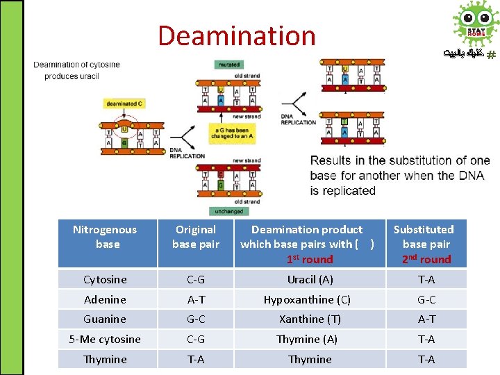 Deamination ﺧﻠﻴﻚ ﺑﺎﻟﺒﻴﺖ T Nitrogenous base Original base pair Deamination product which base pairs