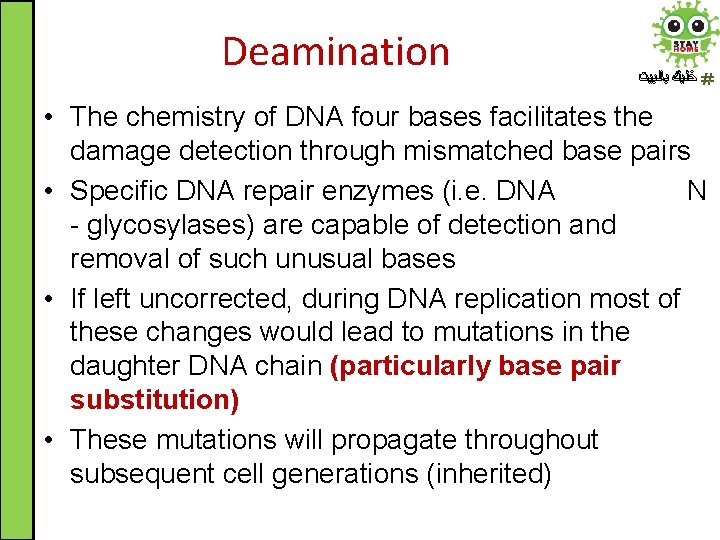 Deamination ﺧﻠﻴﻚ ﺑﺎﻟﺒﻴﺖ • The chemistry of DNA four bases facilitates the damage detection