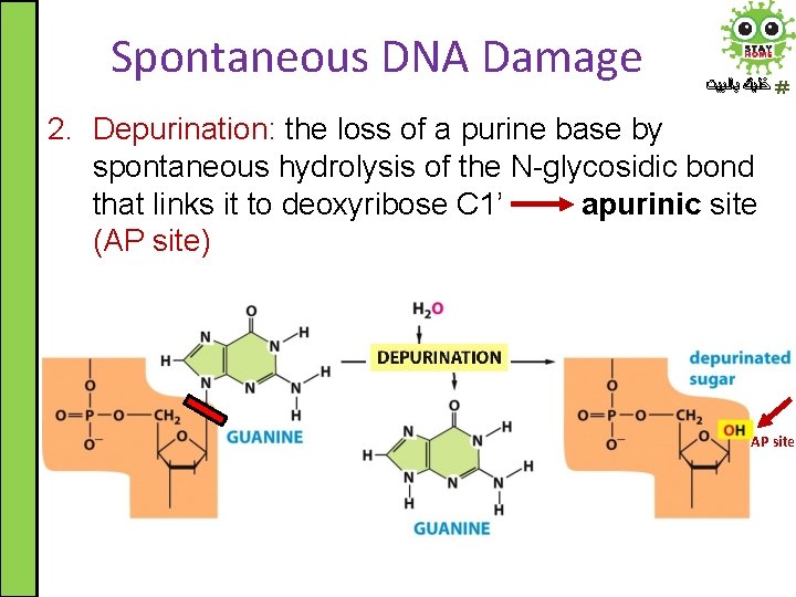 Spontaneous DNA Damage ﺧﻠﻴﻚ ﺑﺎﻟﺒﻴﺖ 2. Depurination: the loss of a purine base by