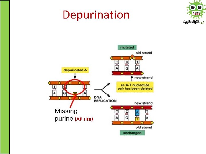 Depurination (AP site) ﺧﻠﻴﻚ ﺑﺎﻟﺒﻴﺖ 