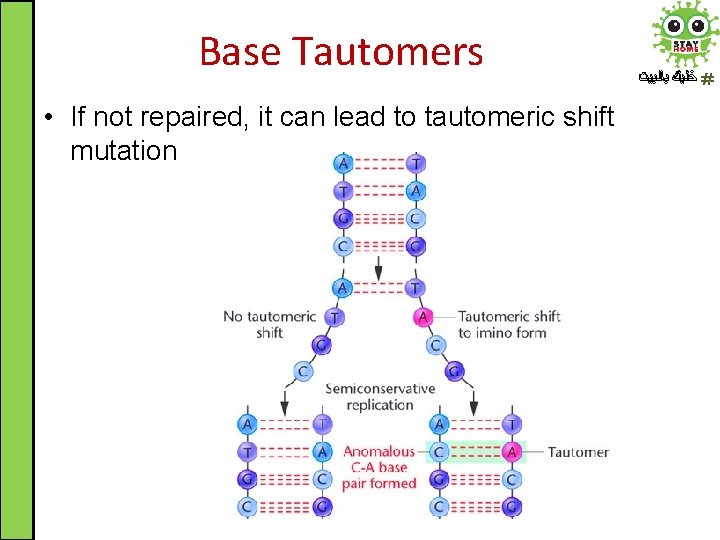 Base Tautomers • If not repaired, it can lead to tautomeric shift mutation ﺧﻠﻴﻚ