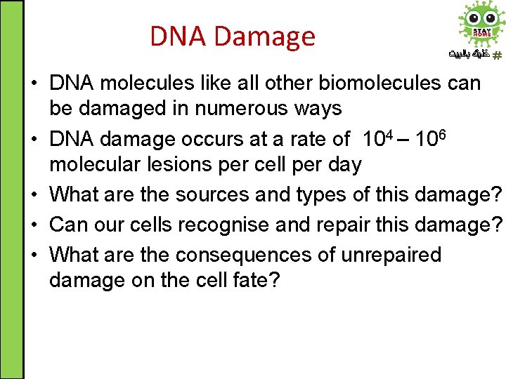 DNA Damage ﺧﻠﻴﻚ ﺑﺎﻟﺒﻴﺖ • DNA molecules like all other biomolecules can be damaged