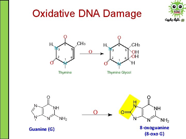 Oxidative DNA Damage Guanine (G) ﺧﻠﻴﻚ ﺑﺎﻟﺒﻴﺖ 8 -oxoguanine (8 -oxo G) 