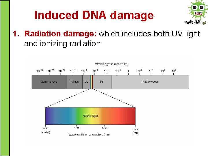 Induced DNA damage ﺧﻠﻴﻚ ﺑﺎﻟﺒﻴﺖ 1. Radiation damage: which includes both UV light and