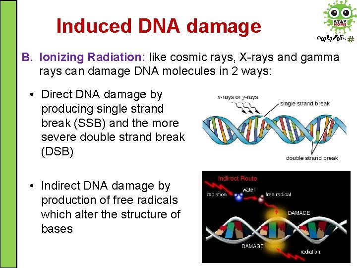 Induced DNA damage ﺧﻠﻴﻚ ﺑﺎﻟﺒﻴﺖ B. Ionizing Radiation: like cosmic rays, X-rays and gamma