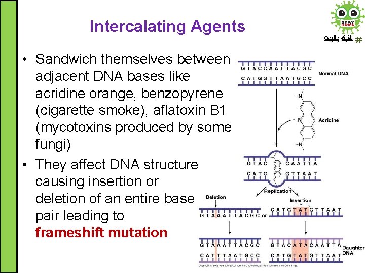 Intercalating Agents • Sandwich themselves between adjacent DNA bases like acridine orange, benzopyrene (cigarette