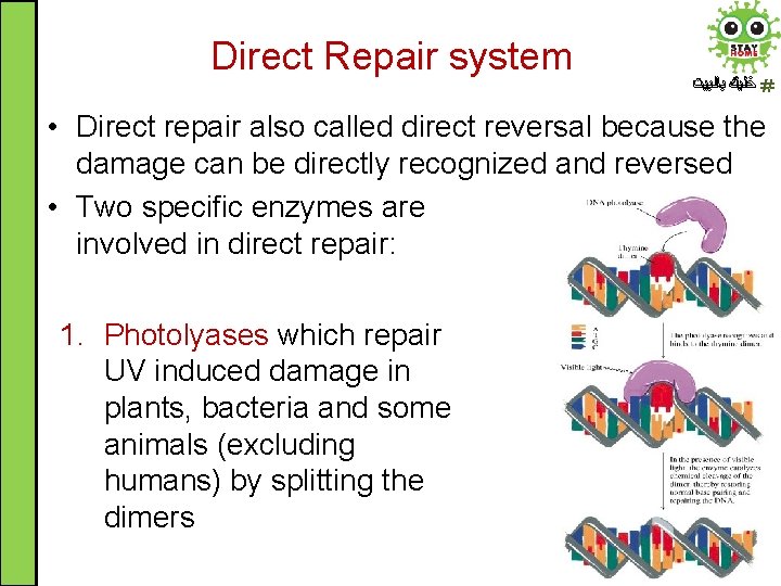 Direct Repair system ﺧﻠﻴﻚ ﺑﺎﻟﺒﻴﺖ • Direct repair also called direct reversal because the