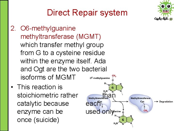 Direct Repair system 2. O 6 -methylguanine methyltransferase (MGMT) which transfer methyl group from