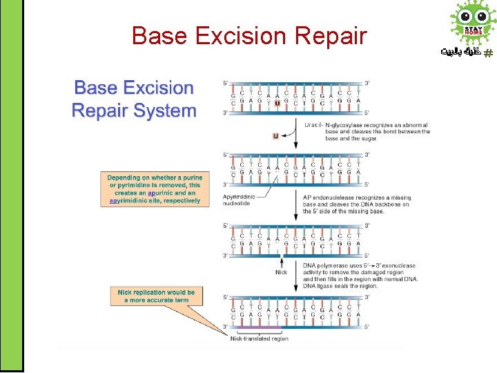 Base Excision Repair Uracil- ﺧﻠﻴﻚ ﺑﺎﻟﺒﻴﺖ 
