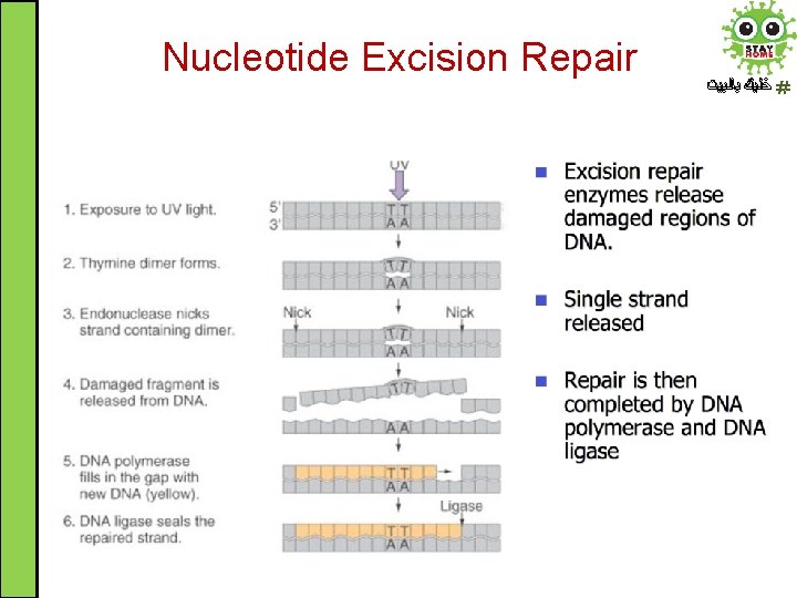 Nucleotide Excision Repair ﺧﻠﻴﻚ ﺑﺎﻟﺒﻴﺖ 