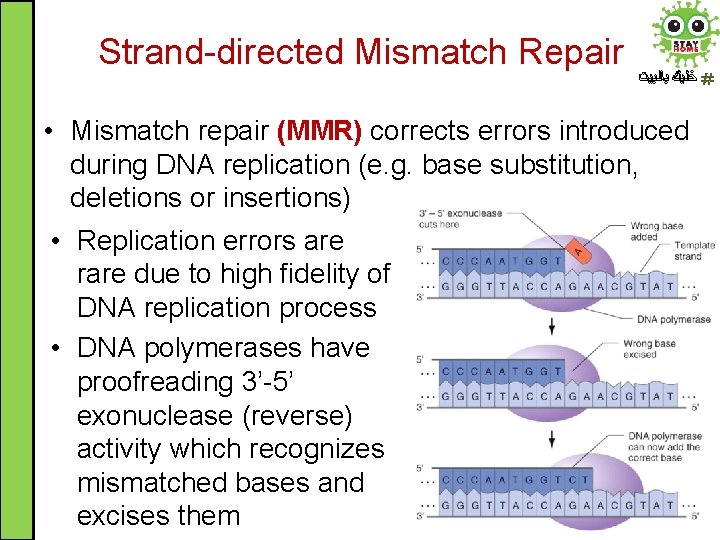 Strand-directed Mismatch Repair ﺧﻠﻴﻚ ﺑﺎﻟﺒﻴﺖ • Mismatch repair (MMR) corrects errors introduced during DNA