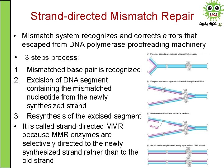 Strand-directed Mismatch Repair ﺧﻠﻴﻚ ﺑﺎﻟﺒﻴﺖ • Mismatch system recognizes and corrects errors that escaped