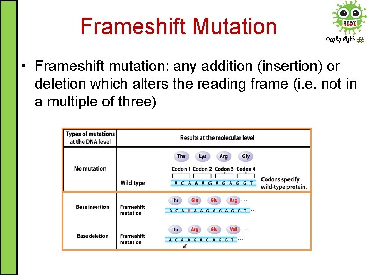 Frameshift Mutation ﺧﻠﻴﻚ ﺑﺎﻟﺒﻴﺖ • Frameshift mutation: any addition (insertion) or deletion which alters