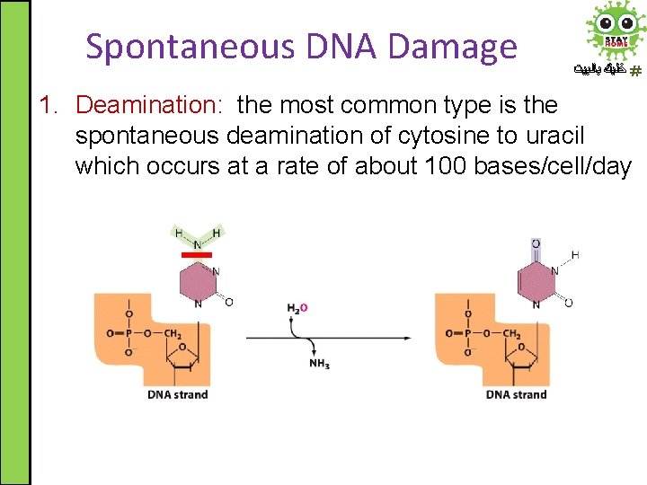 Spontaneous DNA Damage ﺧﻠﻴﻚ ﺑﺎﻟﺒﻴﺖ 1. Deamination: the most common type is the spontaneous