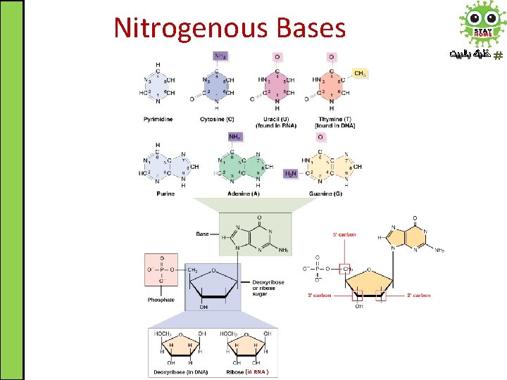 Nitrogenous Bases ﺧﻠﻴﻚ ﺑﺎﻟﺒﻴﺖ (in RNA ) 