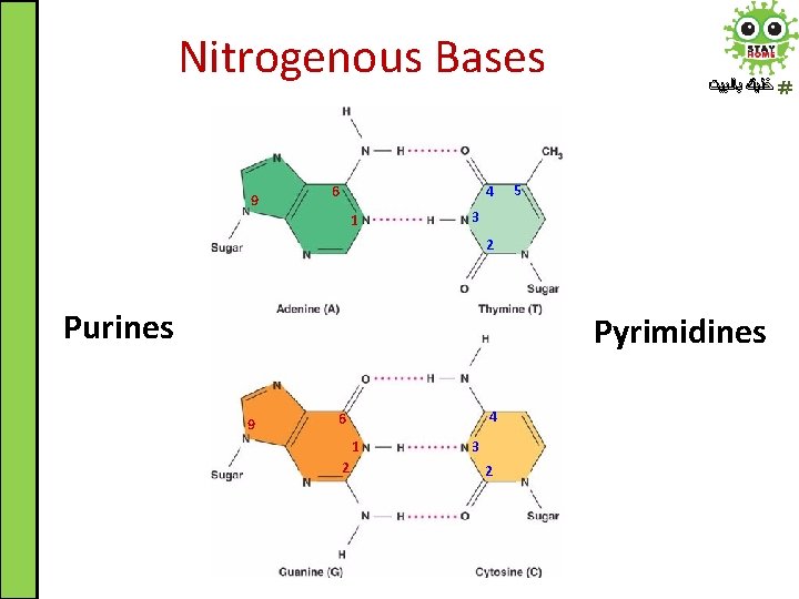 Nitrogenous Bases 9 6 4 1 ﺧﻠﻴﻚ ﺑﺎﻟﺒﻴﺖ 5 3 2 Purines Pyrimidines 9