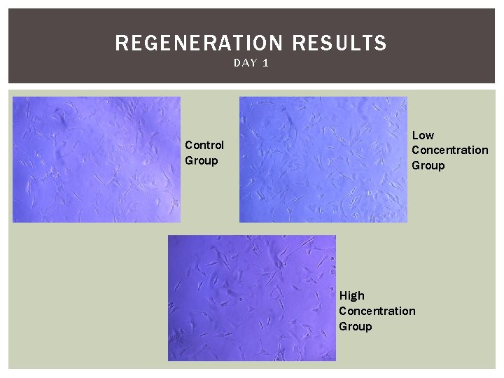 REGENERATION RESULTS DAY 1 Control Group Low Concentration Group High Concentration Group 