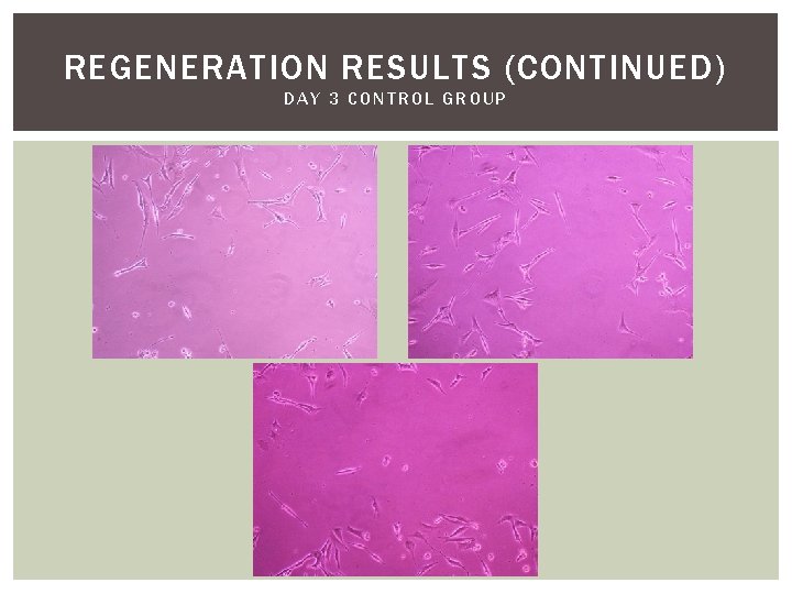 REGENERATION RESULTS (CONTINUED) DAY 3 CONTROL GROUP 