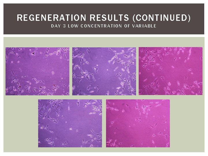 REGENERATION RESULTS (CONTINUED) DAY 3 LOW CONCENTRATION OF VARIABLE 