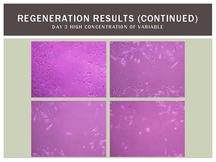 REGENERATION RESULTS (CONTINUED) DAY 3 HIGH CONCENTRATION OF VARIABLE 