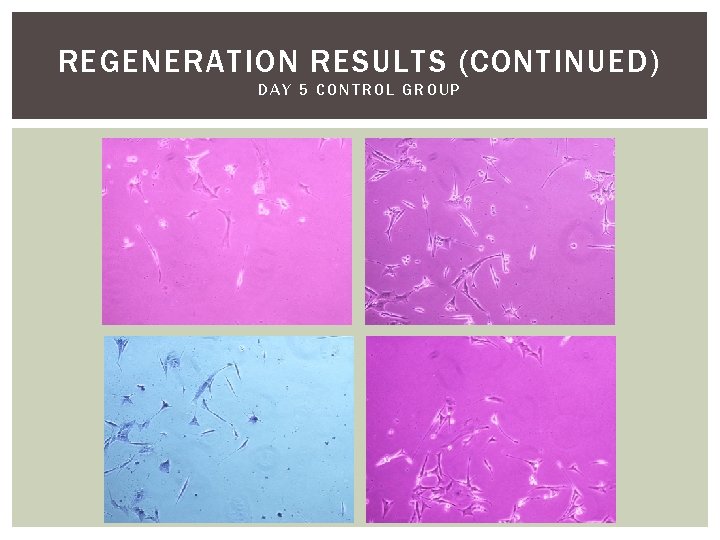 REGENERATION RESULTS (CONTINUED) DAY 5 CONTROL GROUP 