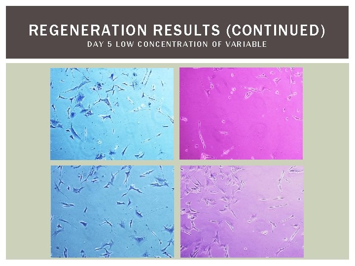 REGENERATION RESULTS (CONTINUED) DAY 5 LOW CONCENTRATION OF VARIABLE 