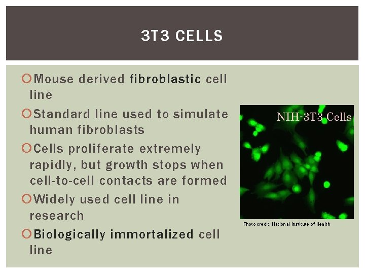 3 T 3 CELLS Mouse derived fibroblastic cell line Standard line used to simulate