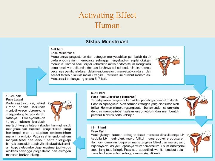 Activating Effect Human 